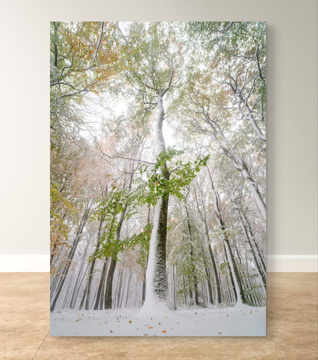 Vinter i Bøkeskogen