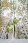 Vinter i Bøkeskogen