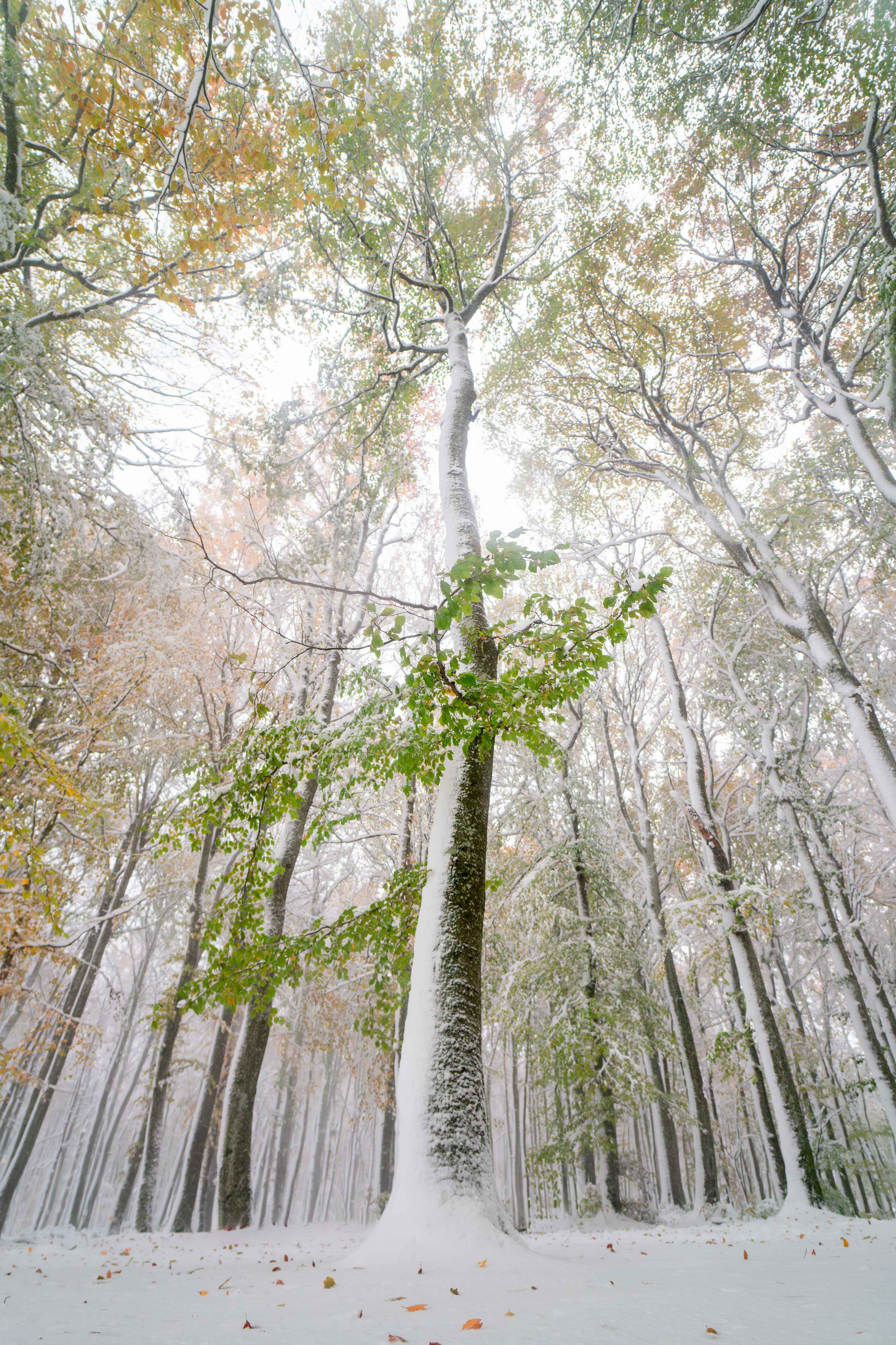 Vinter i Bøkeskogen